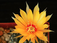 Echinopsis arachnacantha